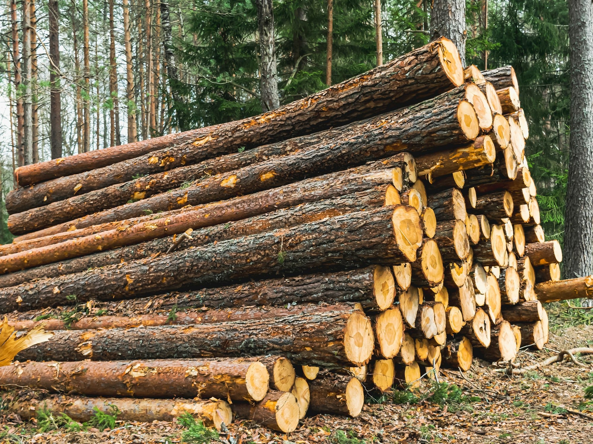 Felled logs of coniferous trees lie in the forest. Deforestation, industrial logging. Environmental