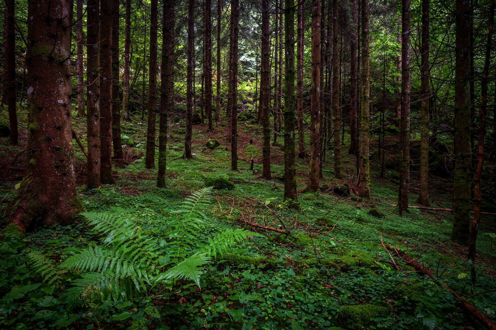 Forest with pine trees