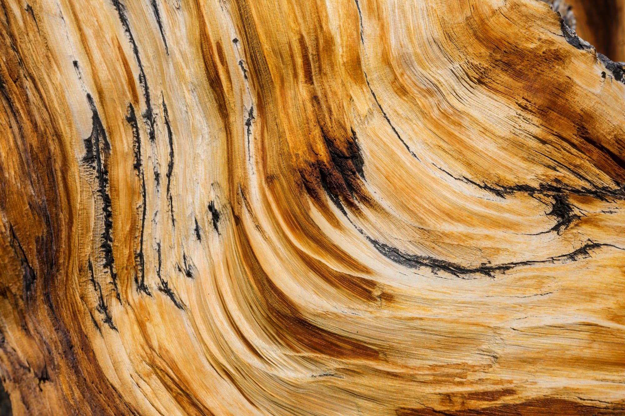 Wood texture