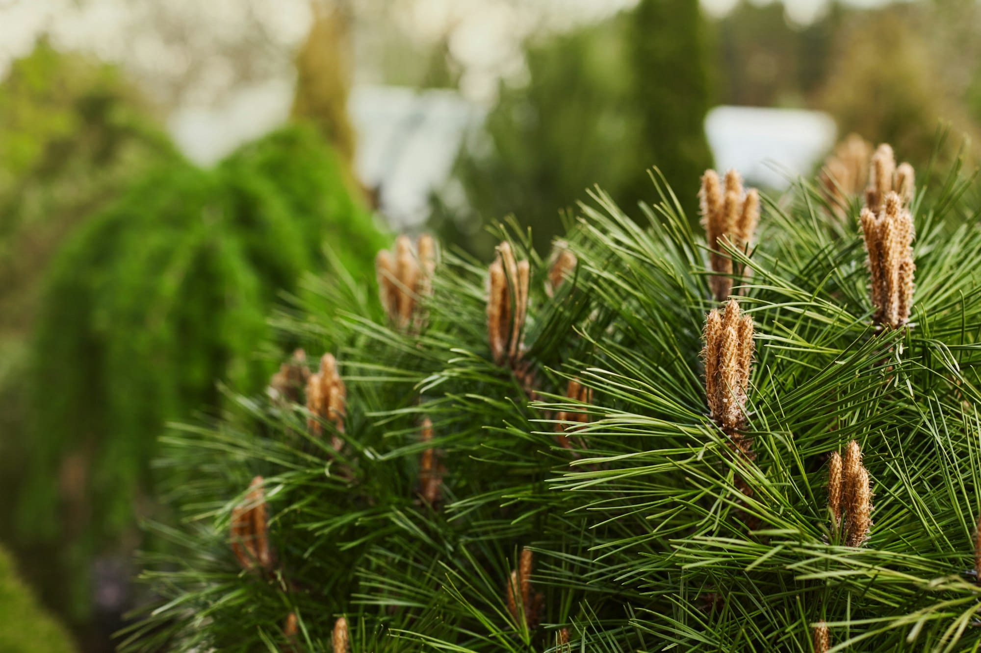 Young flowering shoots of pine trees on the tops of the pine branches. Decorative trees